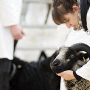 A range of livestock, including rare breeds will be on display