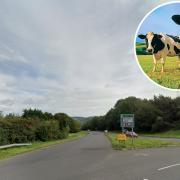 Cows left stranded on busy road after trailer unhitches