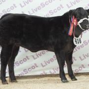 Calf champion was Electra from S and L Bett