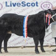 Overall champion was this Limousin cross heifer, Starlight from James Nisbet Sorn Mains