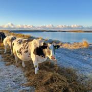 Cows tucking in to their first feed of silage on a beautiful winters day at Goular, Isle of North Uist