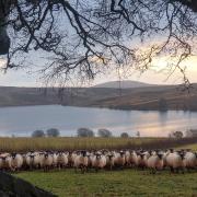 Dave Milburn captures nature's harmony in scenic Scottish Borders