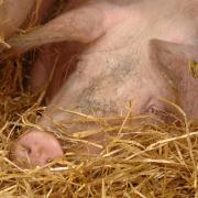 Number of pigs reduced by over half a million year-on-year