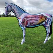 Anatomy horse at SRUC