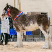 Collessie Alanna from Ronnie Black took the championship, pictured here at the Clydesdale winter fair