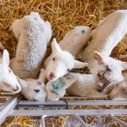 Lambs reared on Volac Lamlac mixed and fed cold (10ºC) from seven days of age will thrive just as well as any surplus lambs reared off the ewe that drink milk heated to a higher temperature