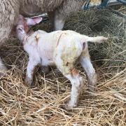 Vigour is essential in new born lambs to ensure they get sufficient colostrum in the first few hours of life