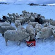 Sheep flourish in the winter conditions