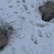 Sheep encountering difficulties and being rescued amidst last week's snow
