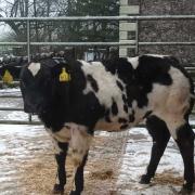 Top priced calf from R and E Pattinson, Temon Farm, Brampton, made £1040