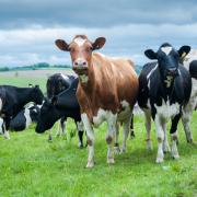 Organic dairy cows. IFOAM warns that organic farmers suffer from low prices and unfair competition