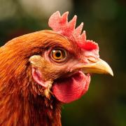 10 years ago more than half of UK hens were caged