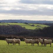 SFS could results in 122,00 fewer farms in Wales - photo credit Pixabay.com