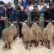 Lanark and Peebles Blackface Sheep Breeders' Association branch stockjudging and show of tup hoggs at Lanark Agricultural Centre proved a huge success
