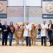 Iain and Dot Goldie's Solawayfirth herd from Annan landed the champion and reserve honours, with the supreme presented to Solwayfirth Tierney (Left) and the reserve to Solwayfirth Topgun