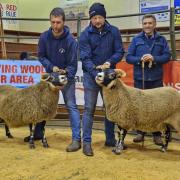 Champion left, a ewe from Hugh Rorison, Clonrae shown by Michael Robertson and reserve was a gimmer from Danny Hair, Drumbreddan, pictured with the judge Ian Campbell
