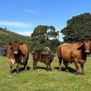 Sutherland farmer John Moodie relies on boluses ahead of calving to ensure cows receive adequate supplementation of trace elements and minerals for up to 180 days. In an area with nutrient deficiencies, this supports calf vigour and herd health