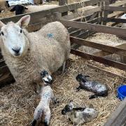 Ewes can rear triplets with additional nutrition