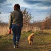 68% of dog owners admitted to allowing their dog off-leash - Photo credit: Pixabay