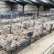 Breeding sheep demand high, selling up to £280 at Skipton