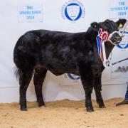 Brew Dog from Michael and Mark Robertson was overall champion and is being retained for further showing Ref:RH280224067  Rob Haining / The Scottish Farmer...