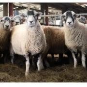 Swale ewes from Patrick and Kirsty Sowerby sold to £6000