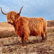 Meet Jennifer's Highland beauties in Achahoish, Argyll