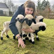 Evie Duncan with the new lambs on Whitehall Farm, Dumfries