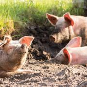 Pig numbers in England dropped to 3.3m in December 2023 / image credit - Pixabay