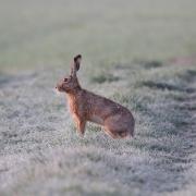 Updated laws on hare coursing were first introduced in 2022