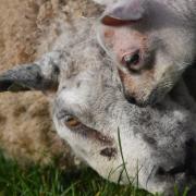 A tender moment between a one-eyed ewe and her daughter