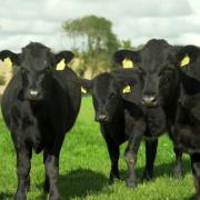 Calf registrations in January 2024 in Northern Ireland are down almost 7% on the year