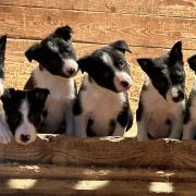 Meet Tweeddale Grace and Clwyd Bob's pups at Kerfield Farm