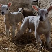 Jade captures first twins of the year at Dorrery Farm