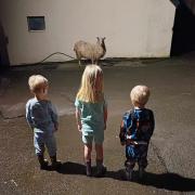 Kids vs. Sheep: Hilarious moment at Mossend Farm
