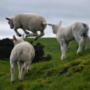 Six-week-old lambs in Twynholm: Full of energy