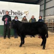 This Limousin cross heifer from Messrs Lamb, The How, Seascale, stood champion and made a joint top price of &pound;3400