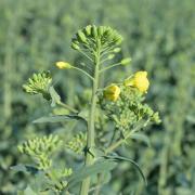 The area of oilseed rape is down 28%