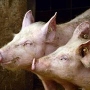 Pigs could be the third species to undergo use of electronic tags