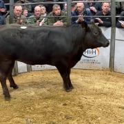 Limousin champion went to a Limousin cross heifer from Messrs Dixon, Lesson Hall