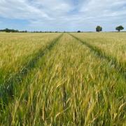 Barley's average gross margin is estimated to increase by 8 percent to 33 percent in Australia
