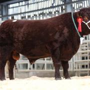 Dira Yeoman from the Youngman family topped the sale at 8200gns