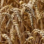 AHDB's latest report shows 34% of GB winter wheat is rated good-excellent (image credits: Pixabay)