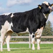Genosource Captain, the number one daughter-proven sire