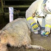 Firefighters providing oxygen to sheep after barn fire near Lancaster