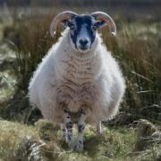 Black-faced ewe awaits lambs in Pentland Hills