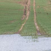 Flooding in a winter wheat crop with water damage to the soil further up the slope Ref:RH080424029  Rob Haining / The Scottish Farmer...