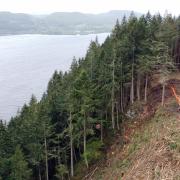 Felling operation have begun near Loch Ness