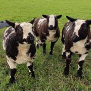 Dutch Spotted lambs revel in dry morning at Stud Farm