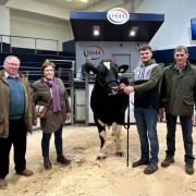 Purchasers Mr and MrsTincknell with the top priced bull, Whinnow Gateway from Tom and Ian Blamire